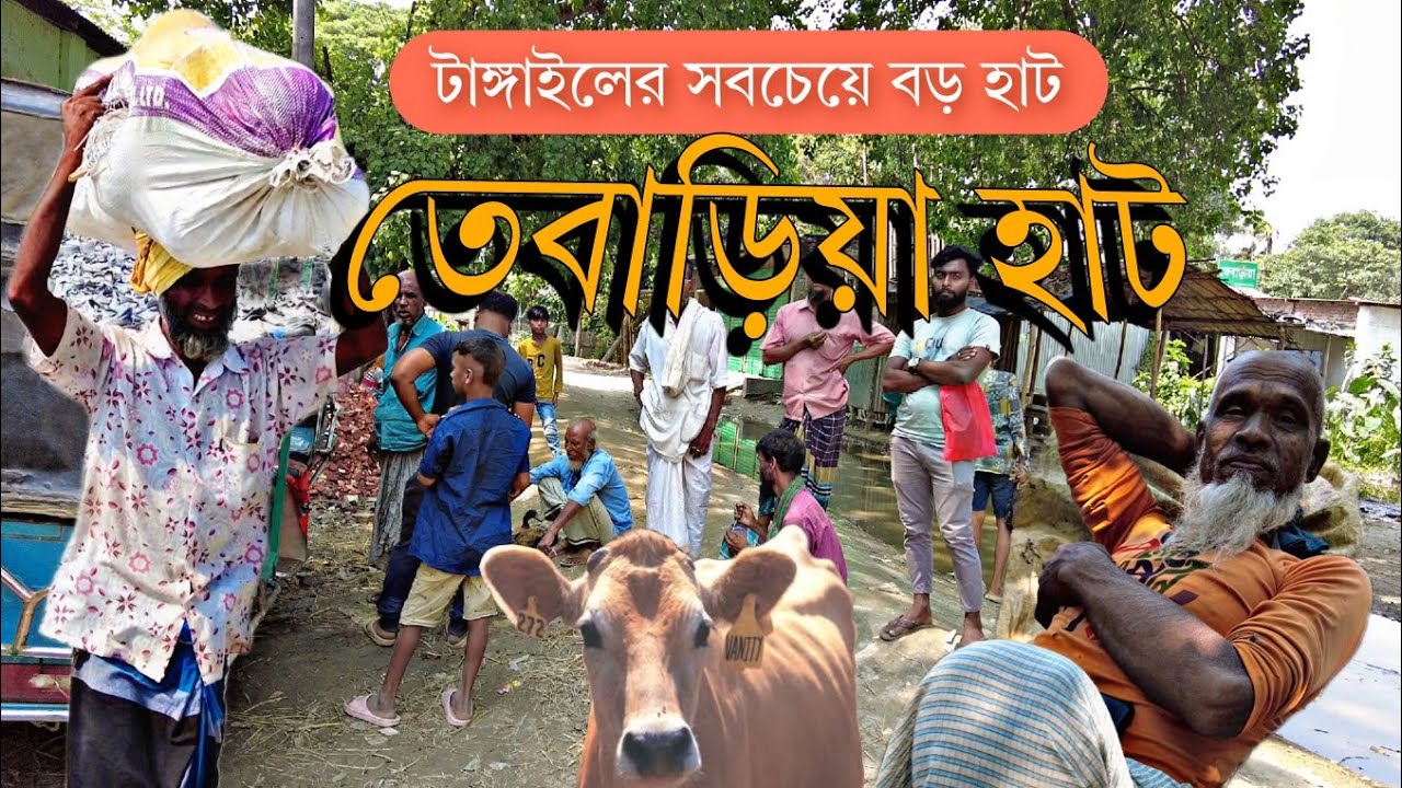 তেবাড়িয়া হাট নাগরপুর টাঙ্গাইল  |  Traditional village market| |   | Village hat bazaar | travel