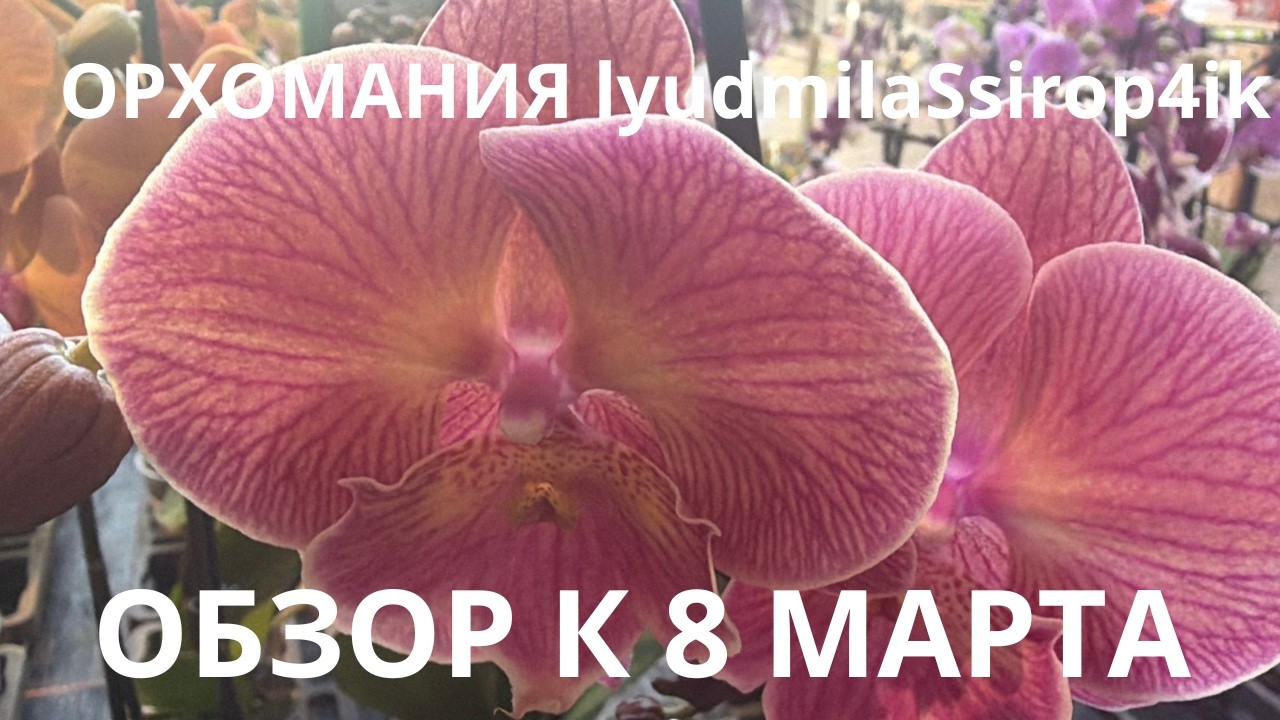 К 8 МАРТА ОБЗОР / WIESLOCH ПОЛНЫЙ ОБЗОР ОРХИДЕЙ / ЧТО НАШЛОСЬ В МАГАЗИНЕ?😀😀