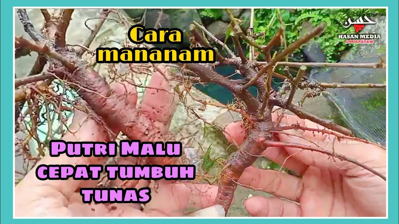Tips menanam Putri malu Cepat tumbuh tunas - Mimosa Pudica