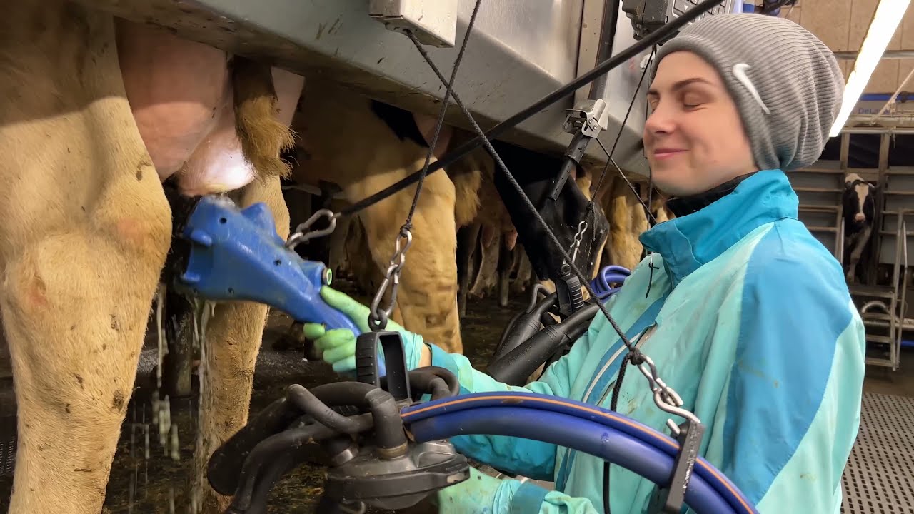 Newest Farming In The World 2021 | Pregnant Cows | Calves Feeding