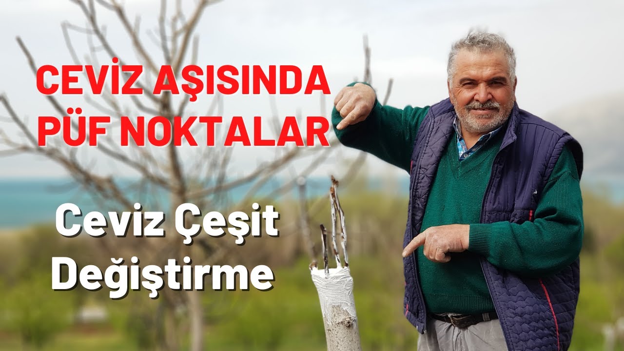 CEVİZ AŞISINDA PÜF NOKTALAR ( Ceviz Çeşit Değiştirme & Ceviz Kabuk Aşısı )