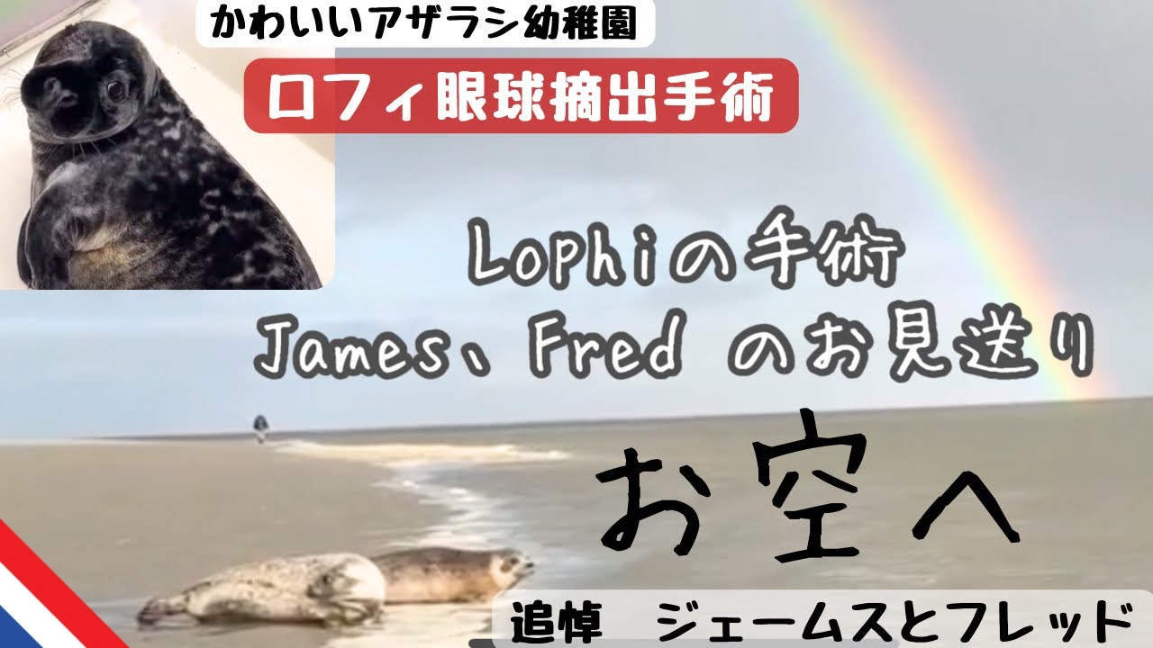 アザラシ幼稚園　ロフィの手術と、ジェームス、フレッドのお見送り🦭☁️