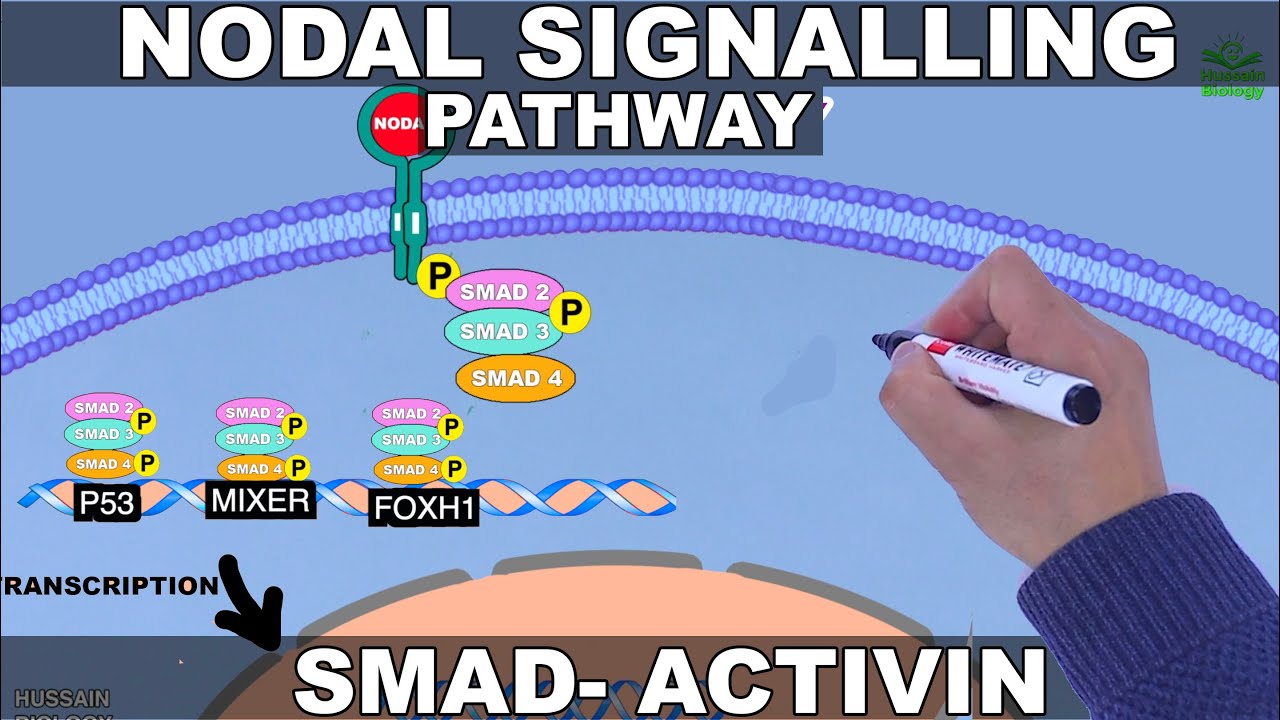 Nodal Signalling Pathway