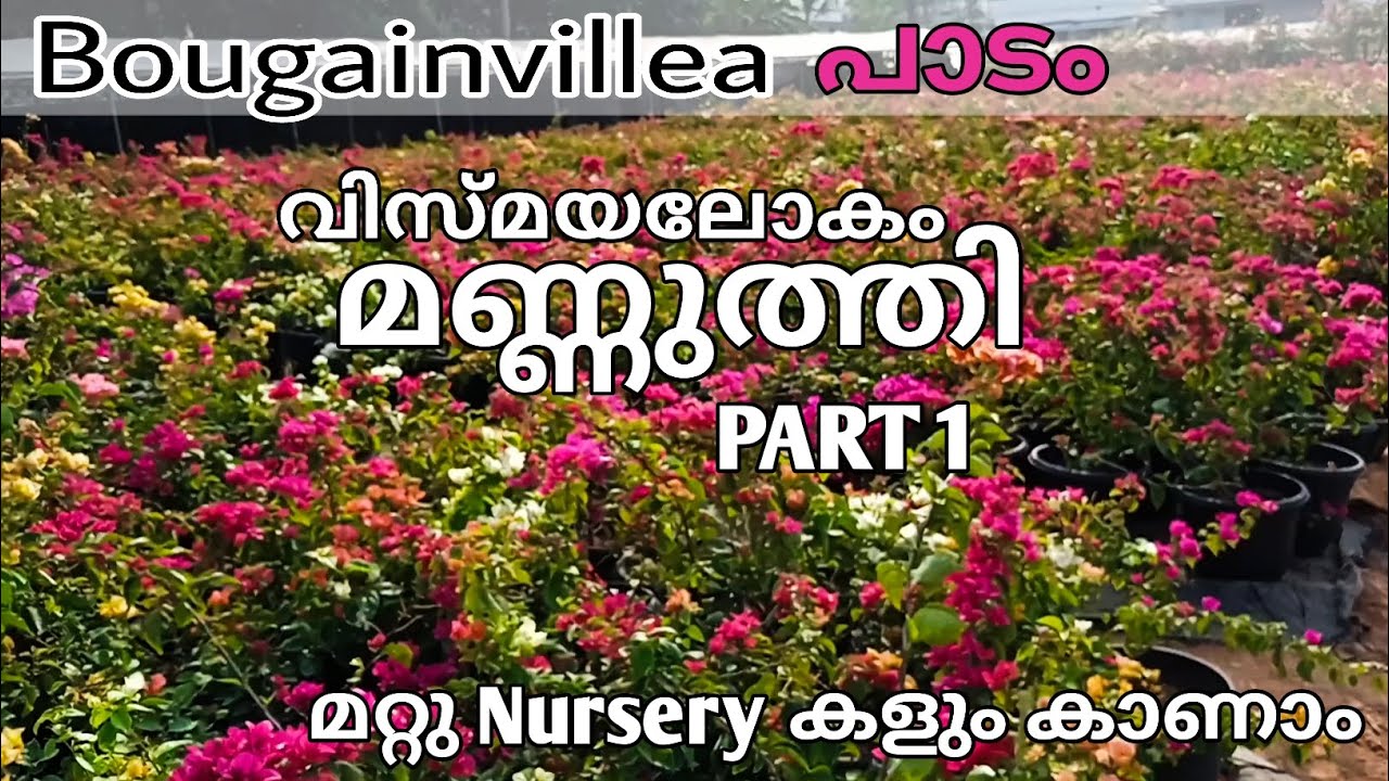 മണ്ണുത്തിയിലെ വിസ്മയലോകം കാണാം | Mannuthy nursery visit