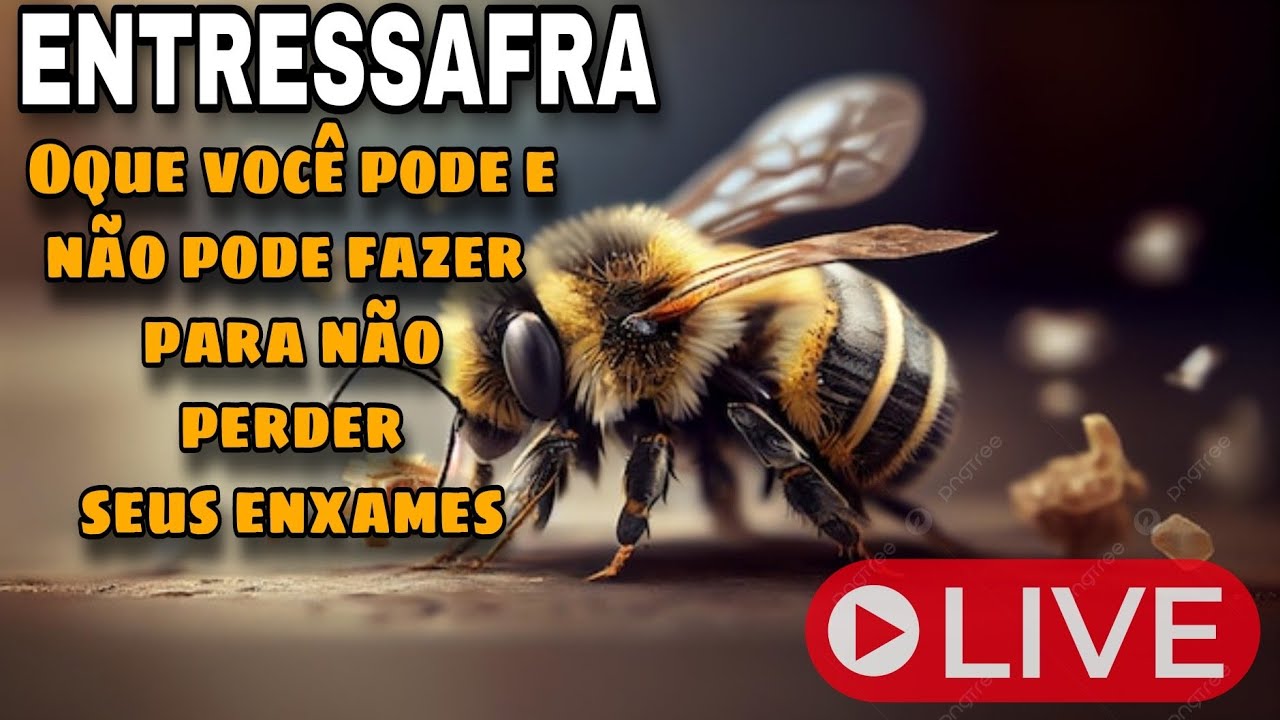 [🔴 LIVE ] Manejos de Entressafra! Tudo oque você precisa saber para não perder seus enxames