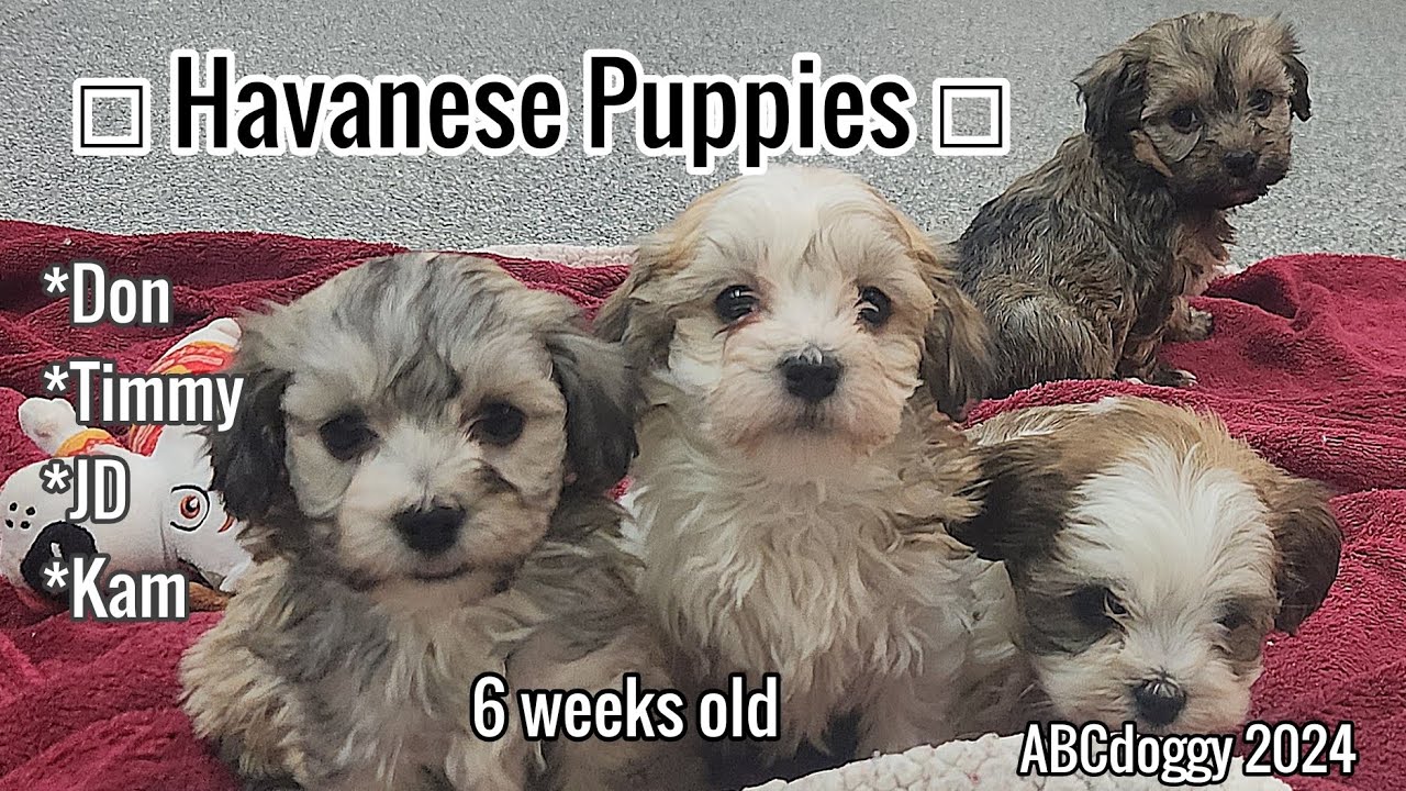 Havanese Puppies * AKC * Election Litter * 6 weeks * ABCdoggy 2024