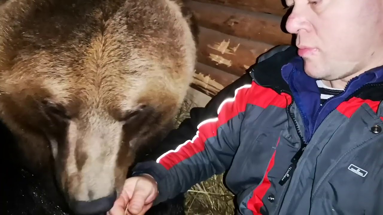 Как медведь засыпает на коленях у человека