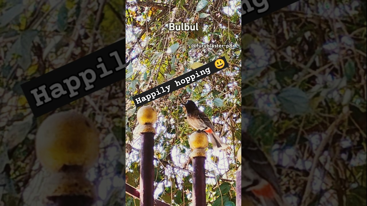 Bird watch -happily hopping bulbul