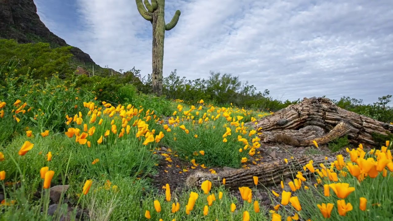 Wild Flowers