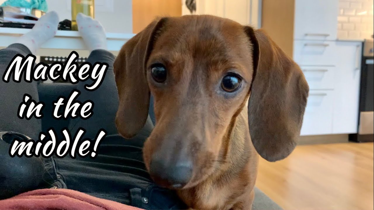 Mini doxie in the middle