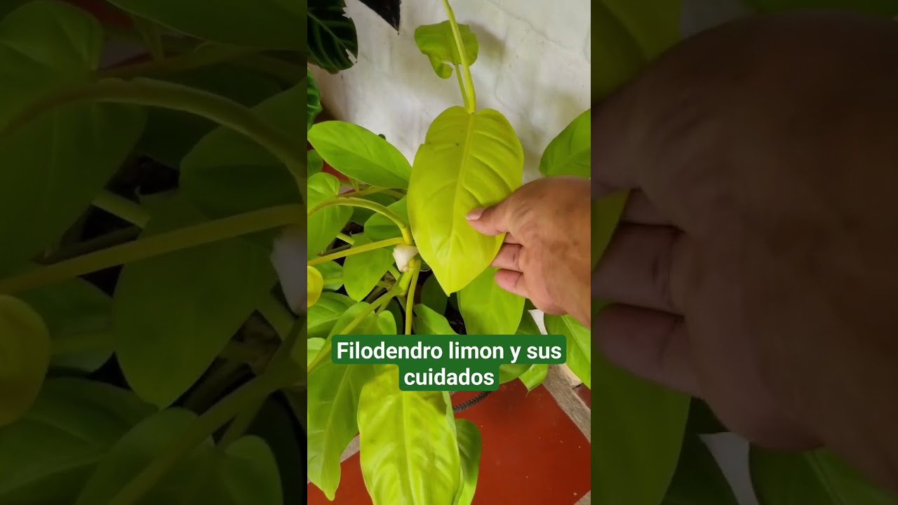 filodendro limon de hoja peque&ntilde;a y sus cuidados#artemodayplantalilianamu&ntilde;oz