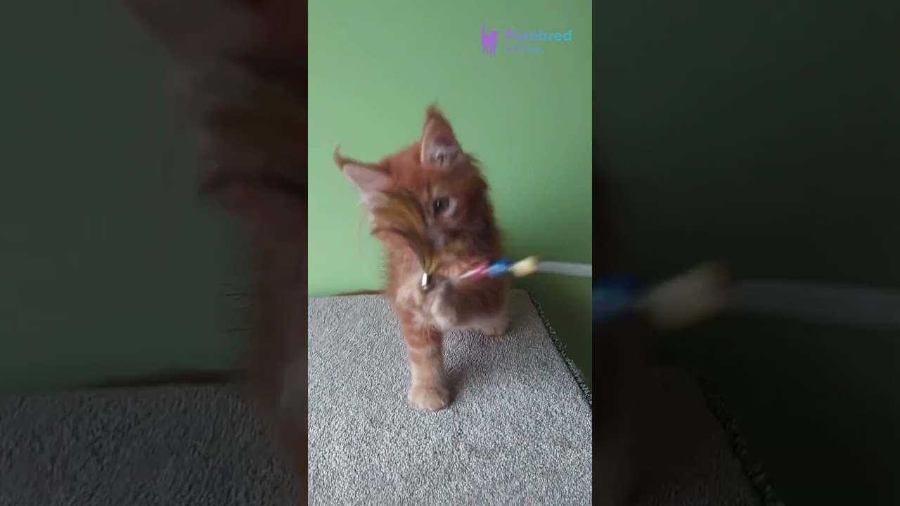 Meet Grambo &ndash; Playful Red Ticked Tabby Maine Coon Kitten! 🐾 Your Charming Companion #MaineCoonKitten