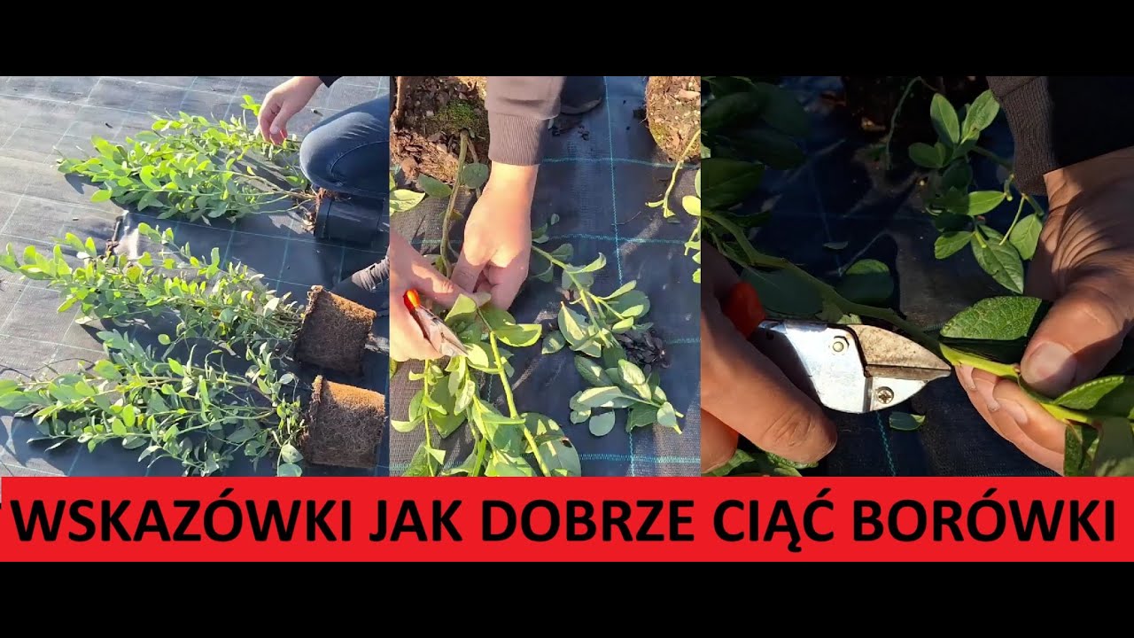 Jak Ciąć 3 Letnią Borówkę By Pięknie Rosła i Owocowała