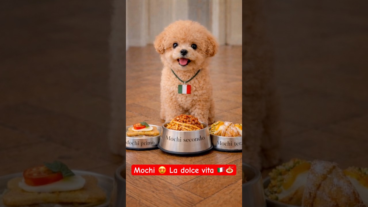 Mochi Mangia Come un Vero Italiano 🇮🇹🍝 | Il Cane Più Goloso di Sempre
