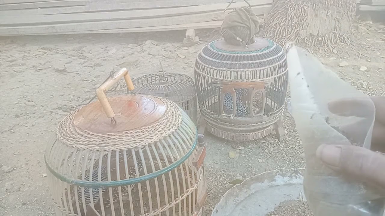 អេមស្នេហ៍(សម្លេង បក្សី)😍🥀❤️⛰️🇰🇭