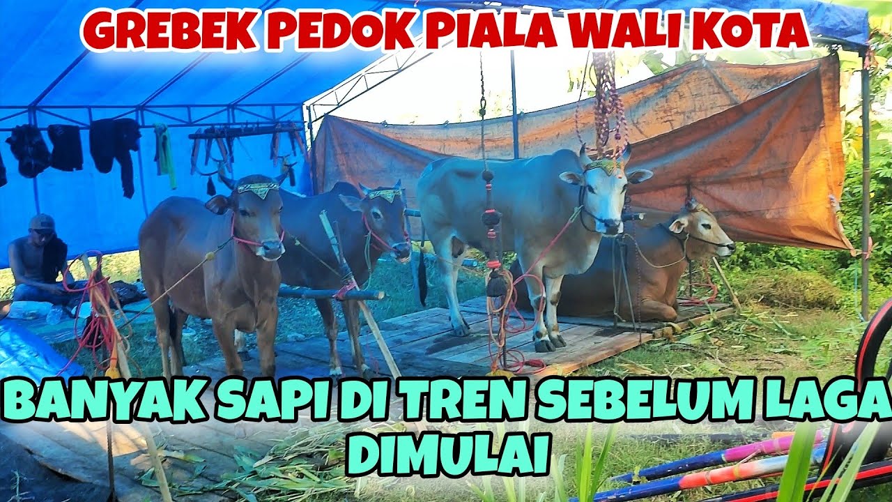 GREBEK PEDOK LOMBA KERAPAN SAPI PIALA WALIKOTA PROBOLINGGO 2025 || PERANG BINTANG SEMIPRO 🔥🔥