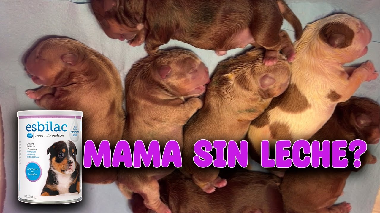 Como Alimentar cachorros con biberón?