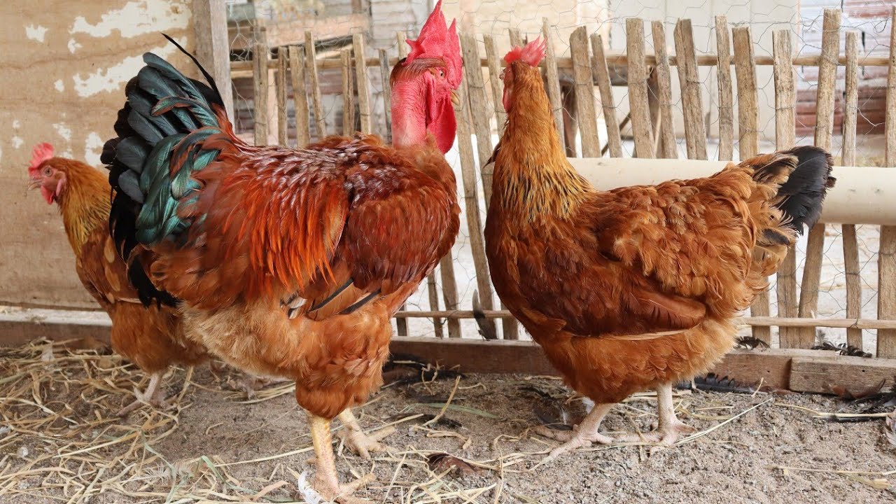 Cruza pra tirar Aves semelhantes ao Label Rouge 🐓🤠