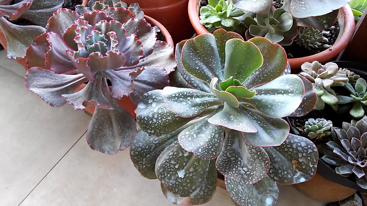 Lindas suculentas da amiga e sulfato de cobre.
