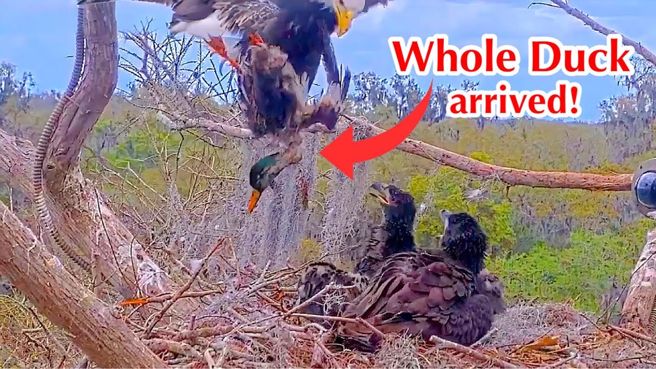 #367🦅Brutus🐥53° & Peanut🐥48°／Winter Park Eagle Nest 2026／Against All Odds:One-Eyed Mom／Wink💗Atlas