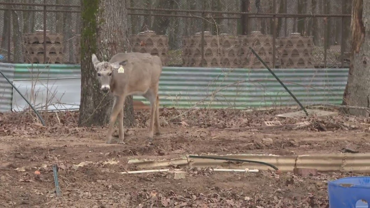 Petting zoo hit by severe storms