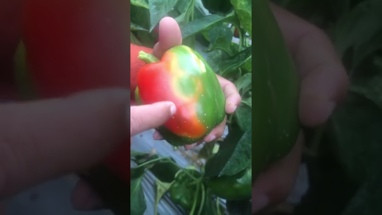 Thrips -spotted wilt virus in colour capsicum