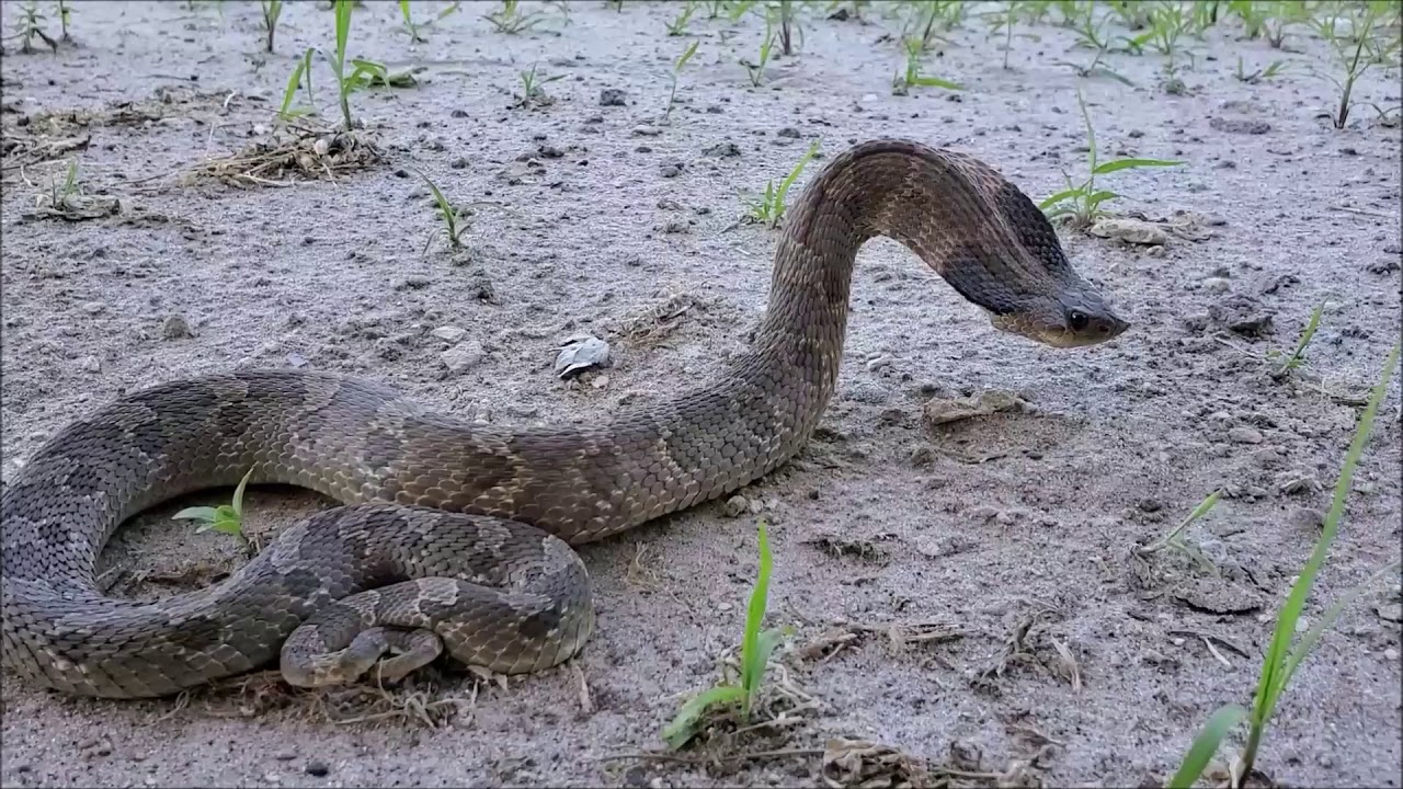 Eastern Hognose Snake Pretending To Be Dangerous