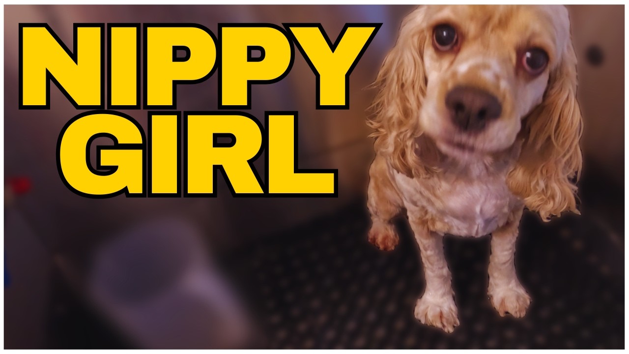 Sweetest Cocker… Until the Feet 😬 (Watch This)