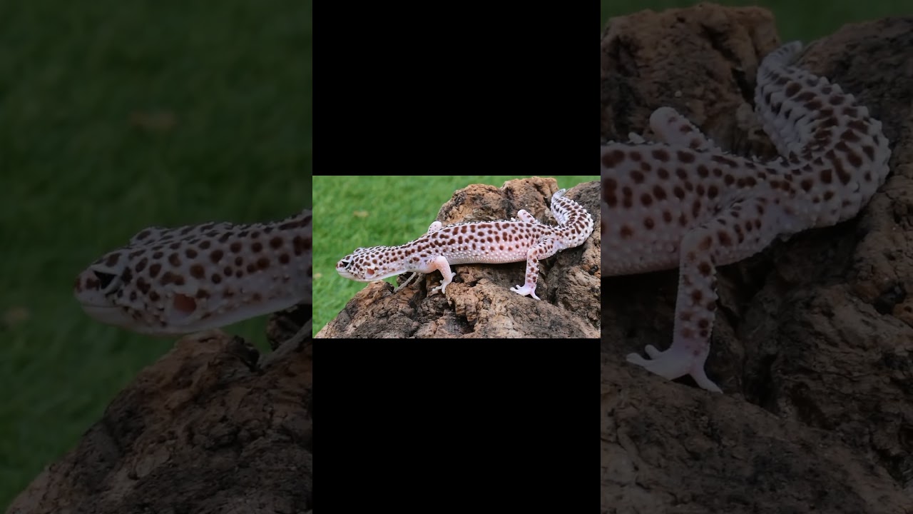 Geco Leopardino Galaxy 