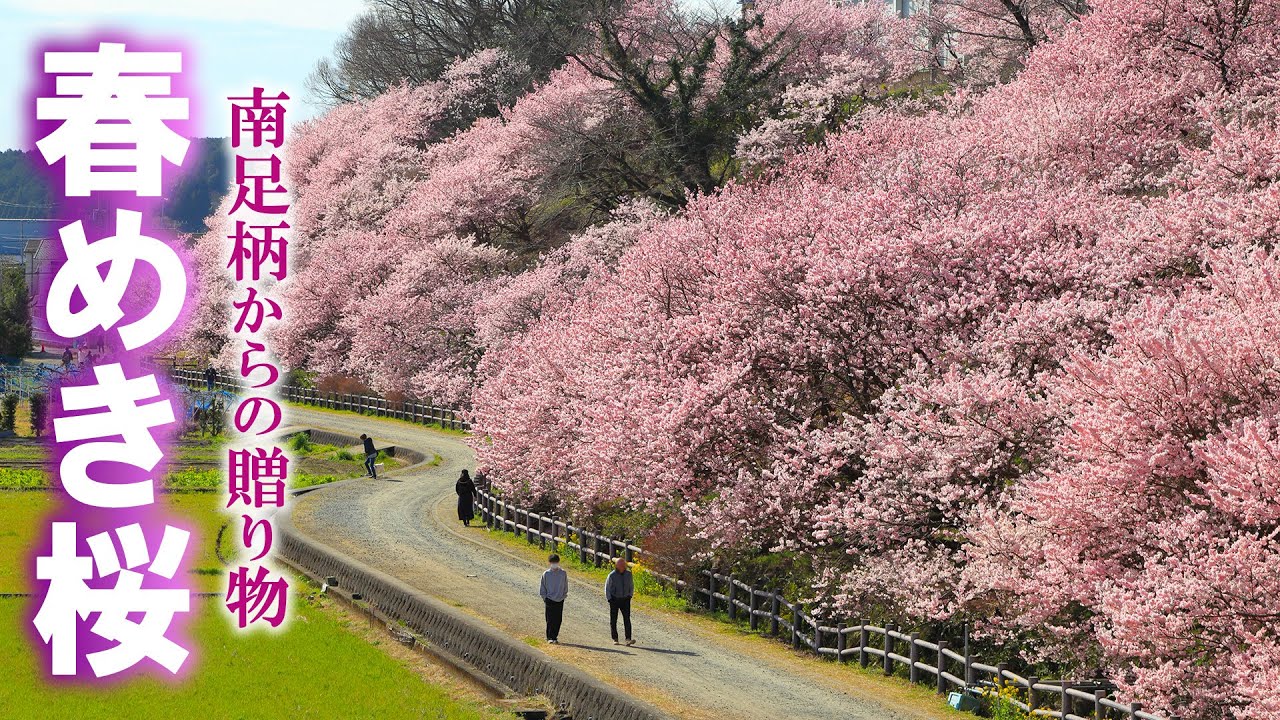 【絶景】一ノ堰ハラネ春めき桜/南足柄の桃色早咲き桜/人気上昇中/神奈川観光旅行vlog