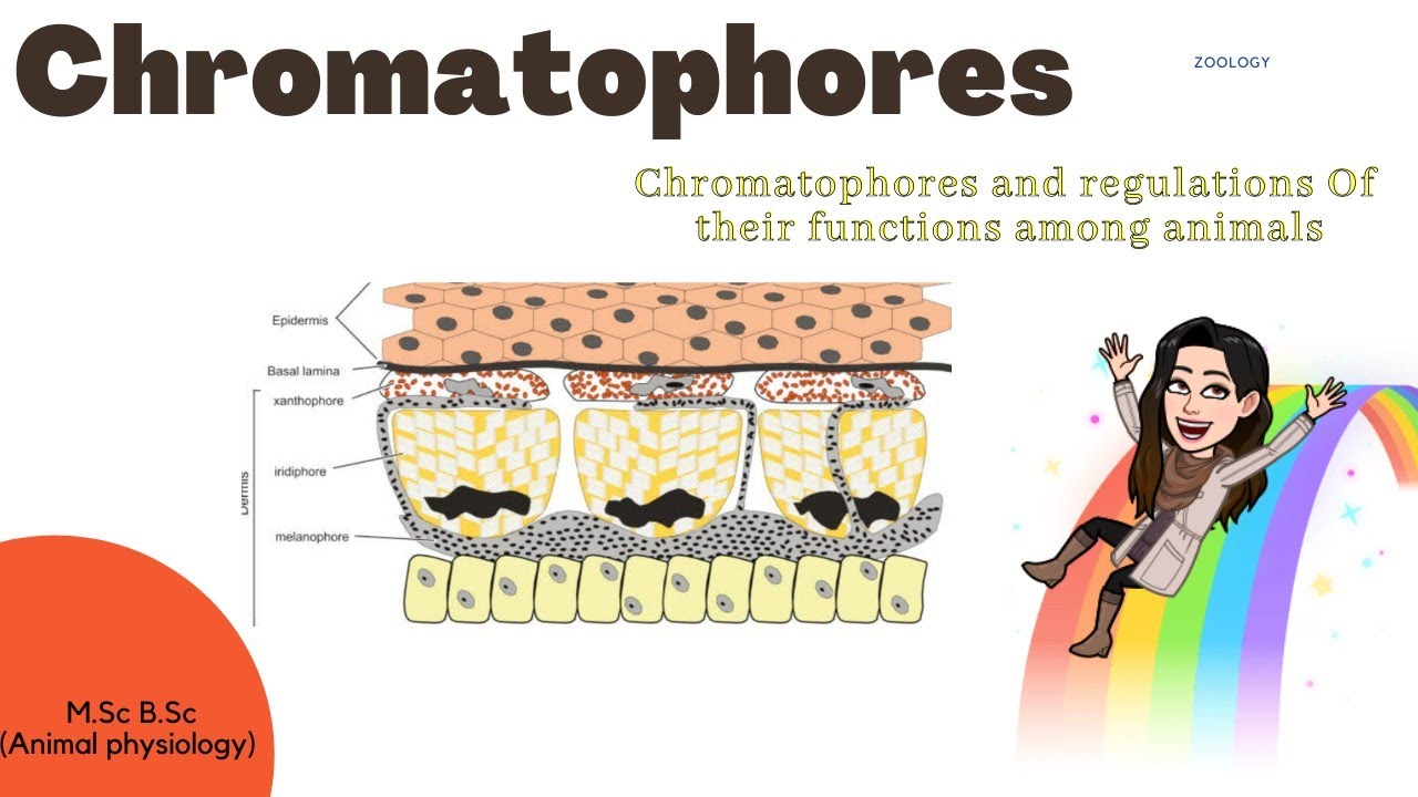 Chromatopores-Chromatopores and Regulations of their functions among animals| Mechanism M.Sc B.Sc