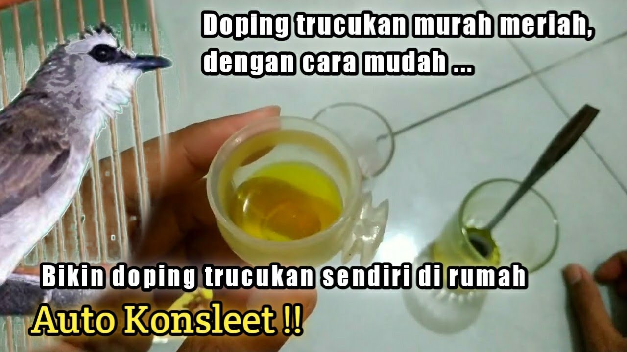 Bikin doping burung trucukan biar gacor murah meriah di rumah dengan cara mudah, Auto Konslet !!