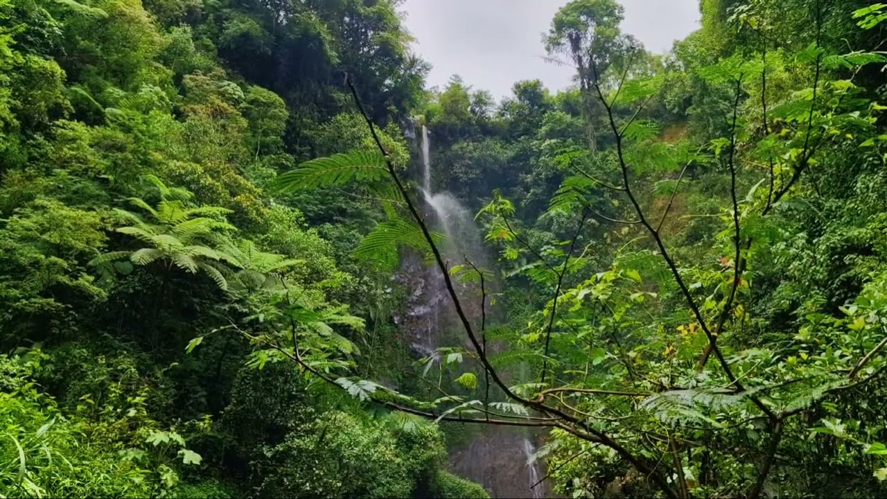Gentle River Sounds with Birds | Insomnia Relief (8 Hours)