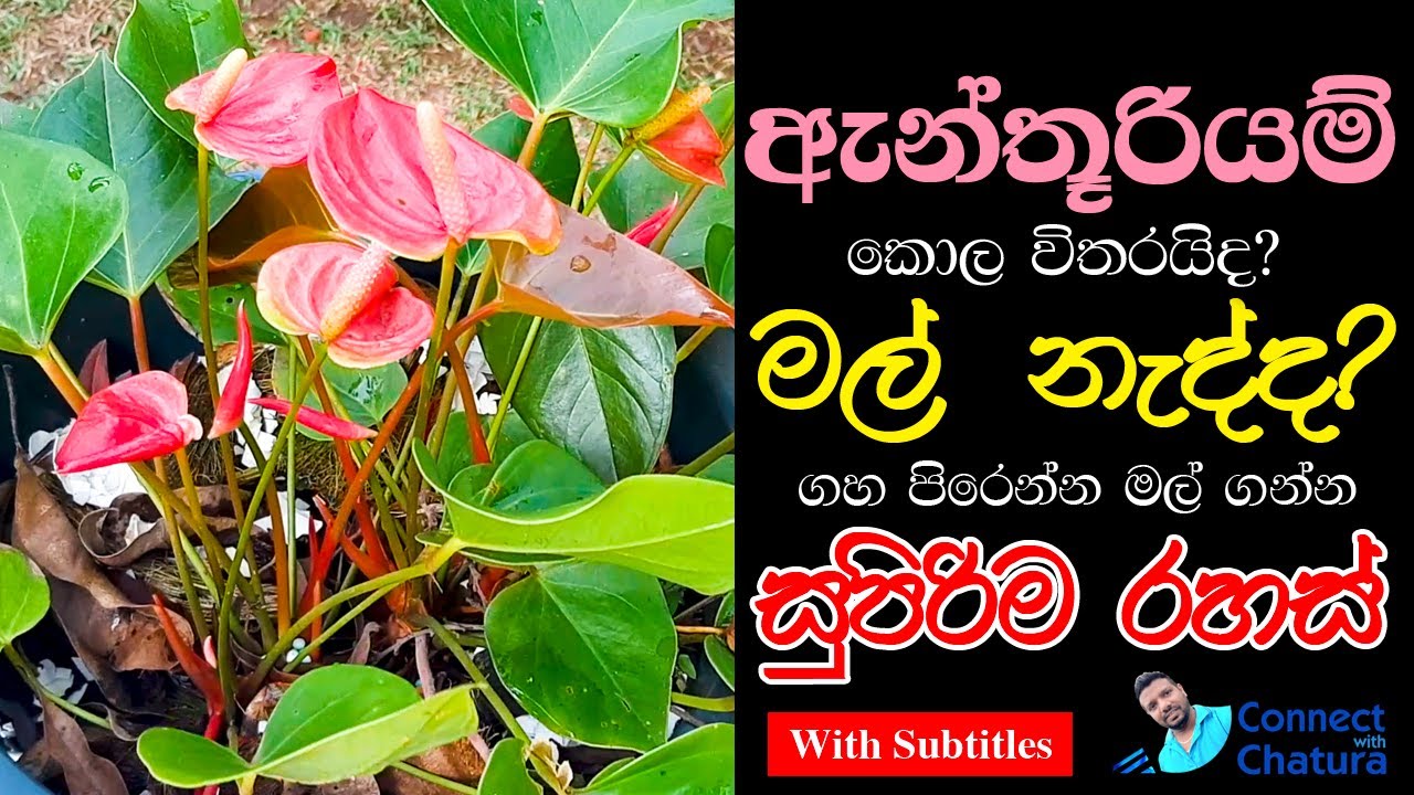 හැමදාම ගහ පිරෙන්න ඇන්තූරියම් මල් ගන්න සුපිරිම පොහොර වර්ග How to get more flowers in Anthurium