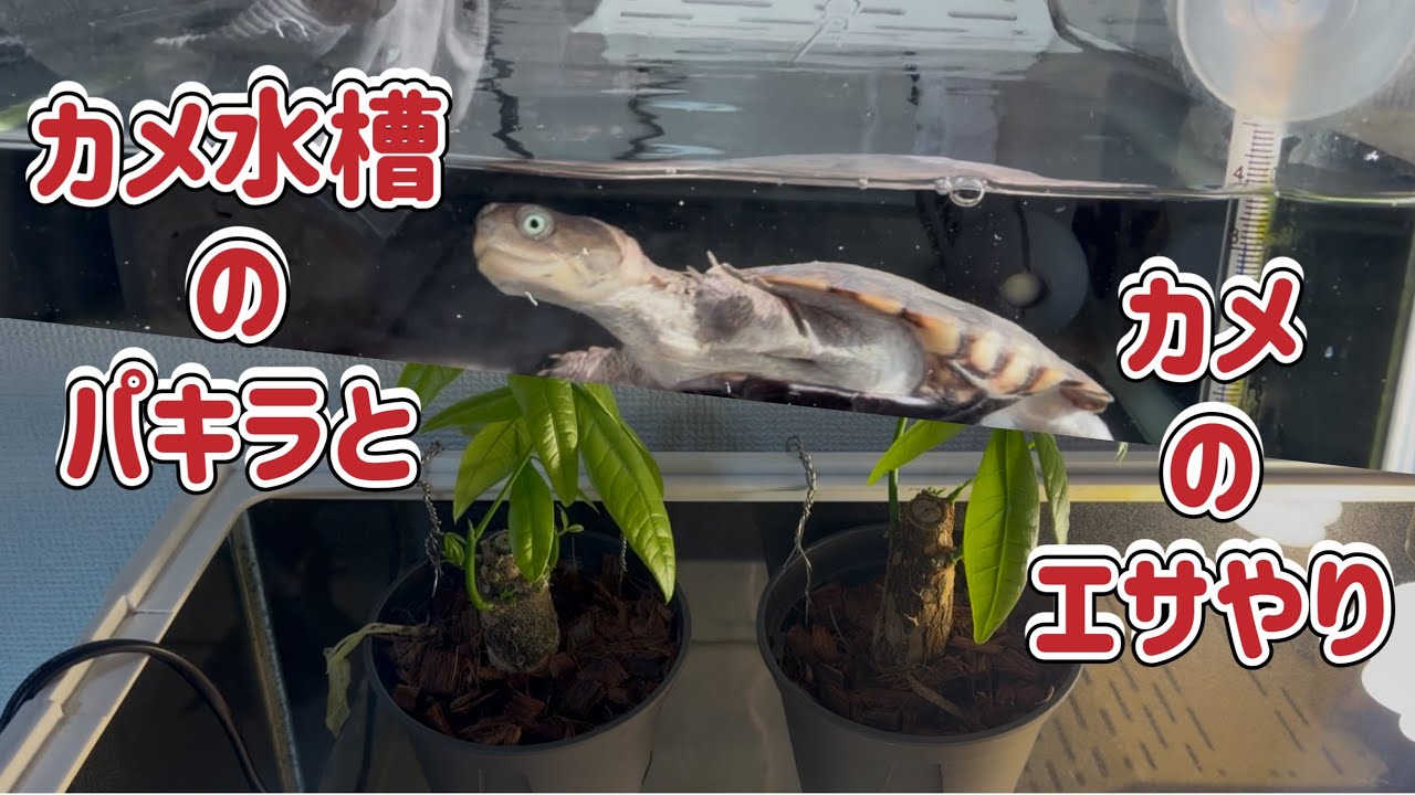 カメの水槽で育ててたパキラの1カ月後・・・                 と、カメに鳥の胸肉をあげてみた動画😊　　　　#爬虫類 #turtle #かわいい 
