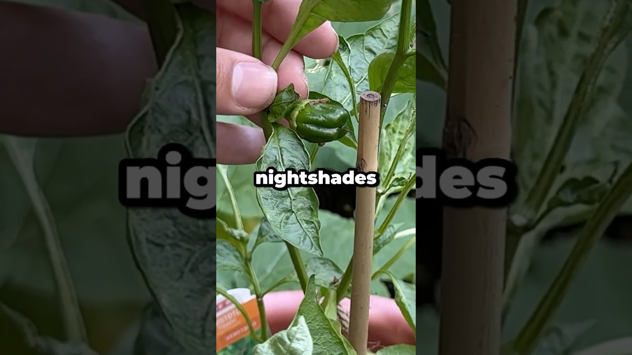 What Are Nightshades? #shorts