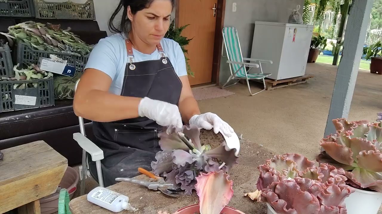 Parte 8 podas de gibifloras e suas identificação
