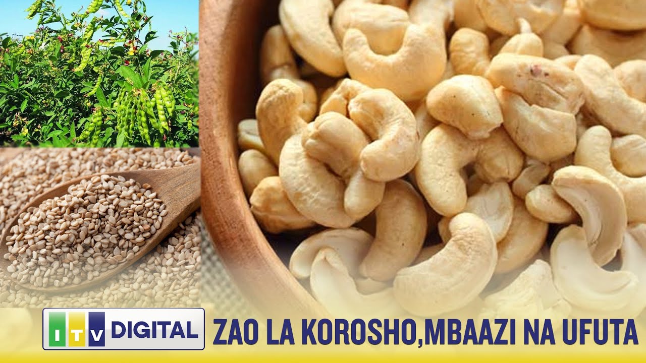 🔴KUMEKUCHA : MAENDELEO ZAO LA KOROSHO NA UFUTA......JANUARI 19, 2026