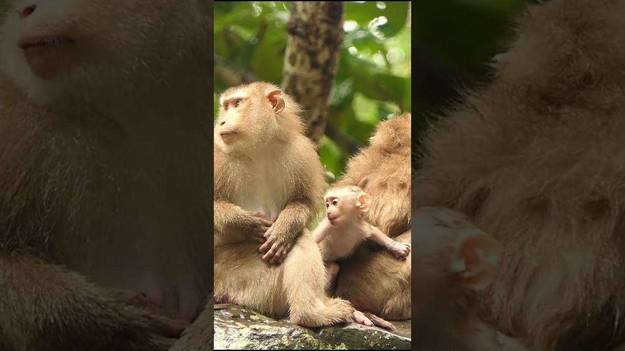 17-09-24 #babymonkeylucas  #monkey #monkeys #lovelybabymonkey #adorablebabymonkey #monkeywildlife
