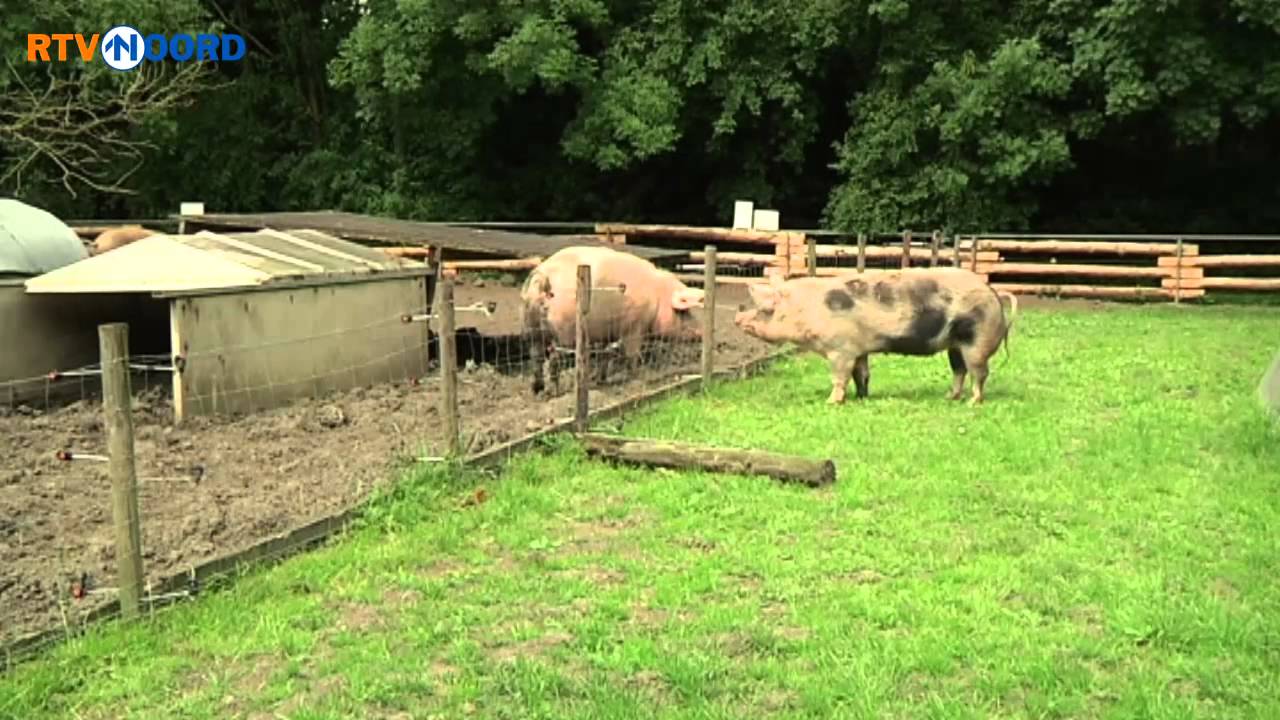 Vlekkie ziet voor het eerst andere varkens - RTV Noord