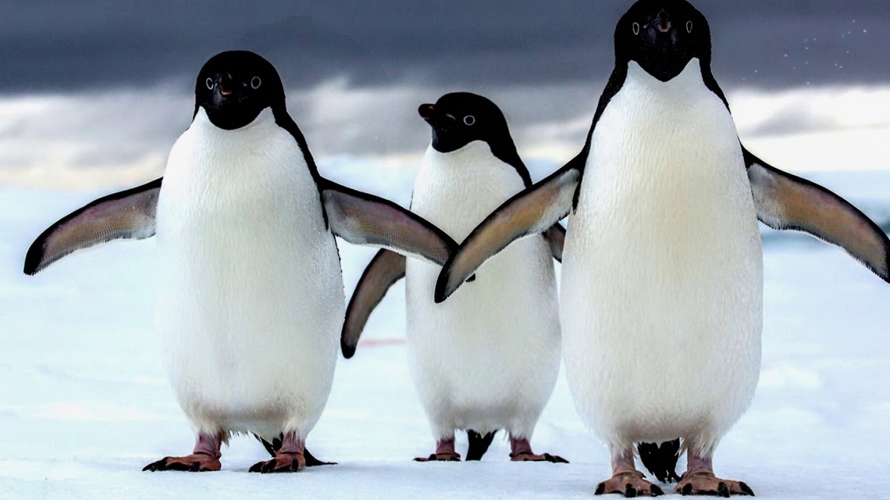 Sotiris Markou - Antarctica - (Official) - (Original)