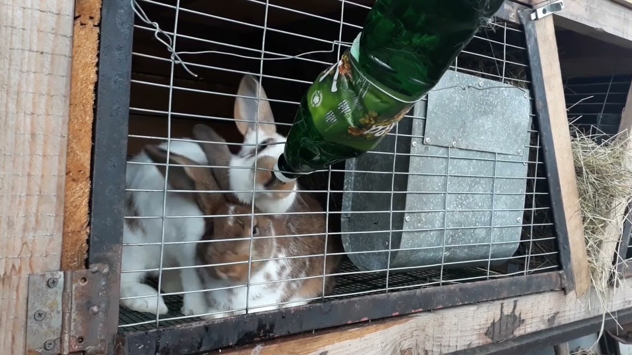 Žízniví králíci! Test kniplové napaječky / Relaxační video :-)