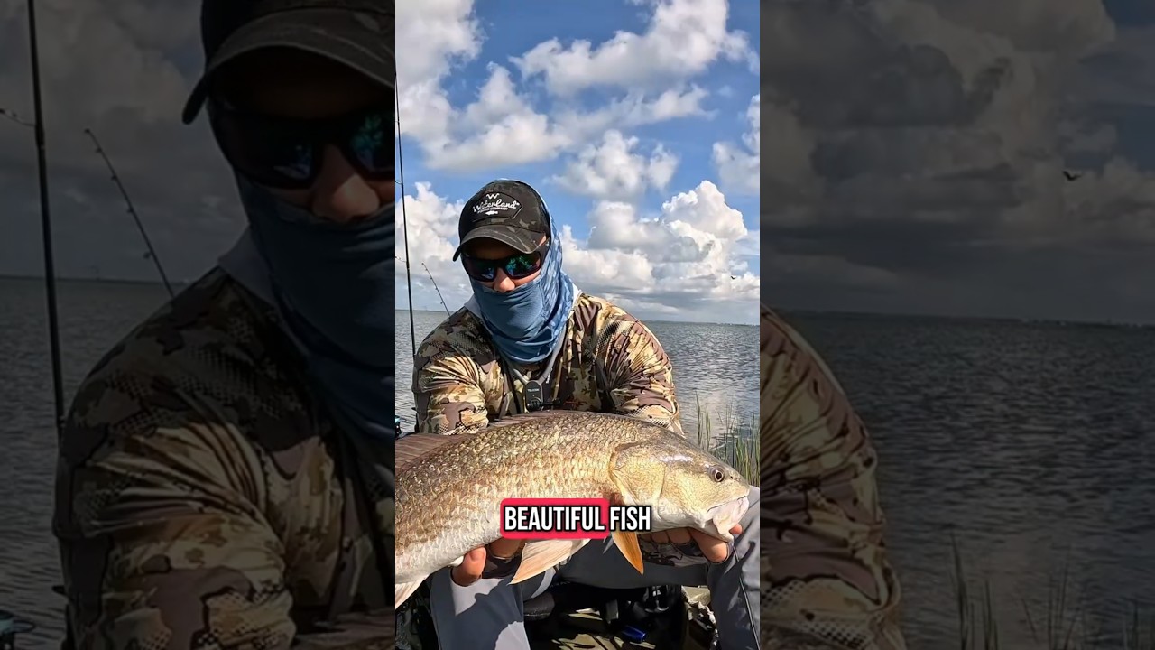 Catching Big Redfish on Light Tackle#redfish #fishing #piscifun #piscifunreels #piscifunfishing