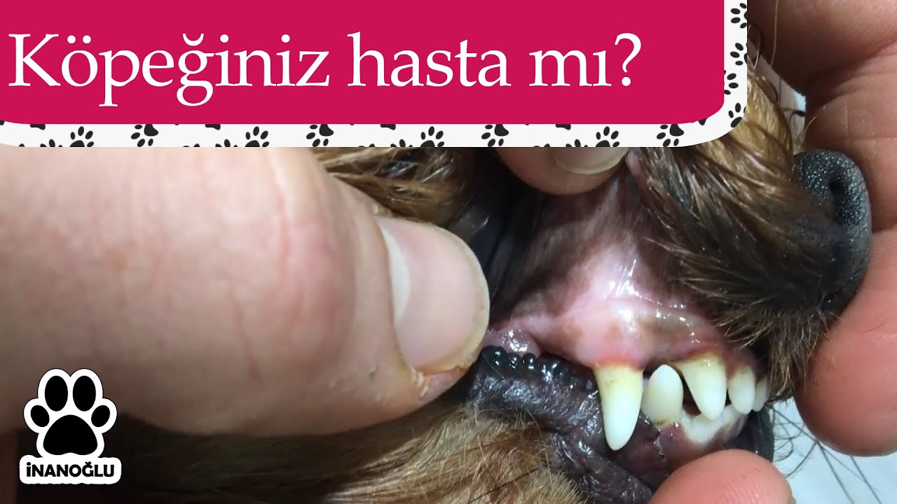 Köpeğimin Hasta Olduğunu Nasıl Anlarım? Evde Genel Muayene Hakkında Bilinmesi Gerekenler!