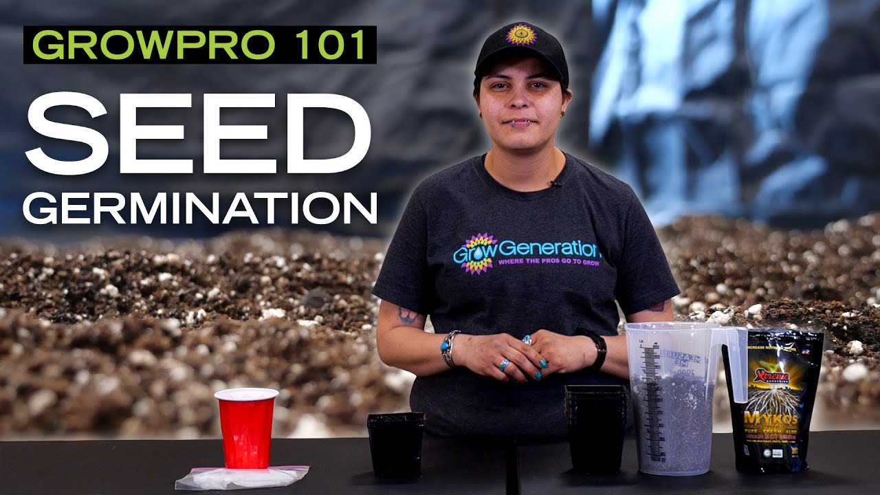 How to Germinate a Seed for Beginners