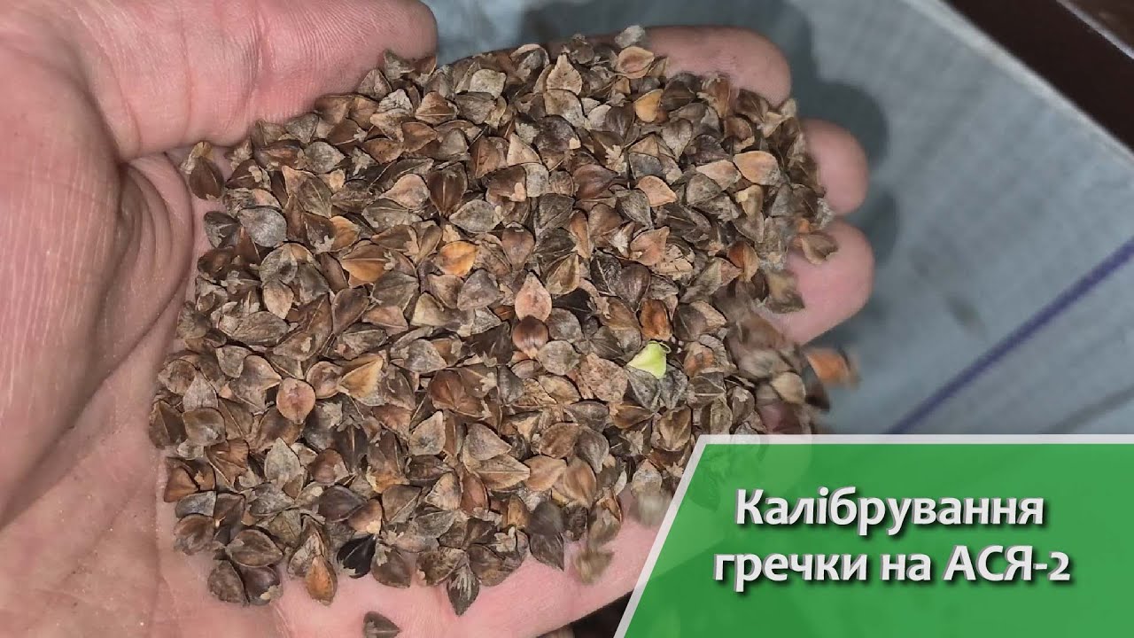 Очищення і калібрування гречки на АСЯ-2