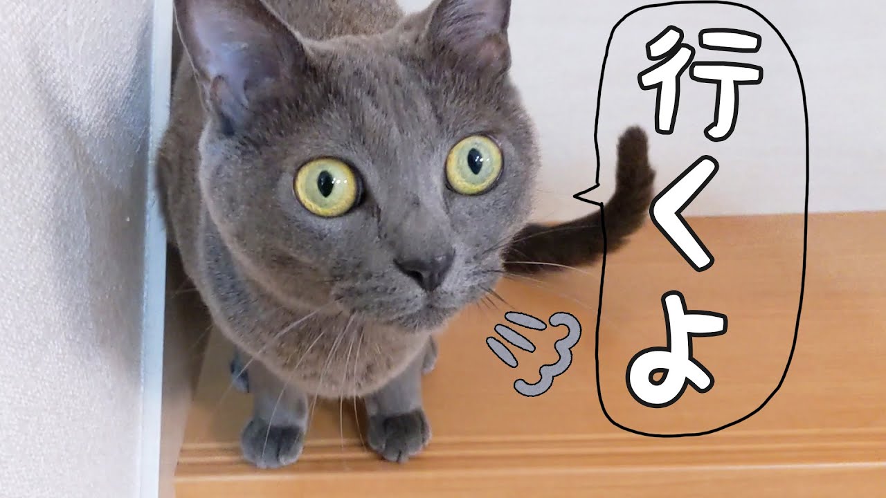 夜ご飯後は娘のお迎えに来る猫ハムちゃん