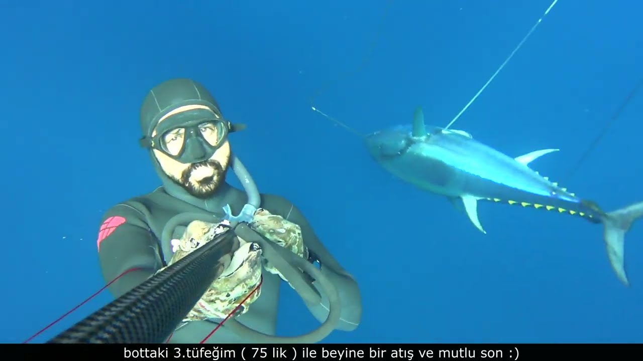 Orkinos 100 Kg+ BlueFintuna 100 Kg+