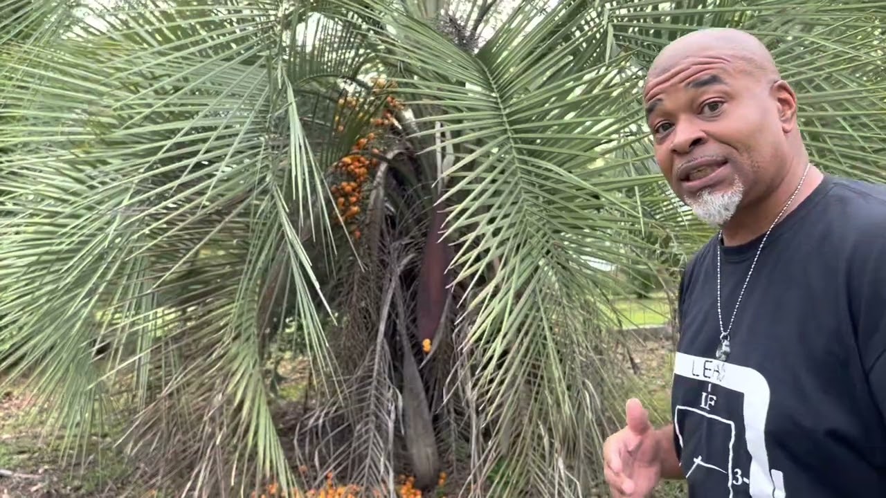 Fruiting Palm trees EVERYWHERE!