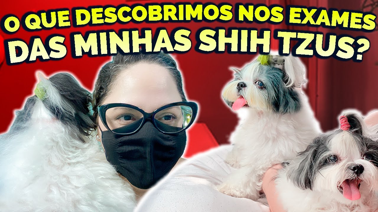 CHECK-UP DA MELLY E INVESTIGAÇÃO DA SURI: EXAMES DE ROTINA E CONSULTA COM GASTRO VETERINÁRIA